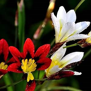 Sparaxis Tricolor 'Big Party Mix' (100 Pack) Gardening Plant Bulbs, from Easy to Grow
