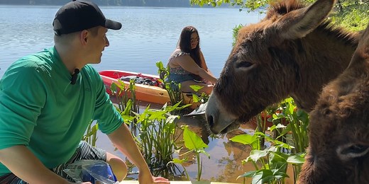 The mystery behind the donkeys on Stallings Island