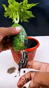 20K views · 38 reactions | Backyard tropics || Master the art of papaya plant growing in this video //#highlights | Rana Craft | Facebook