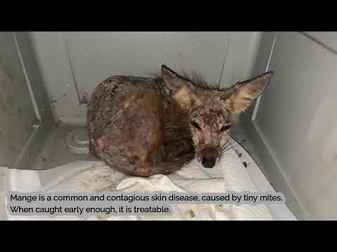 Red Foxes with mange - THE MOST AMAZING TRANSFORMATION! (Mange IS treatable)