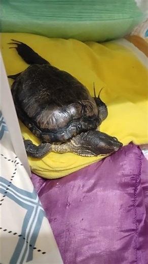 my male red eared slider turtle Nobu and his sleeping style