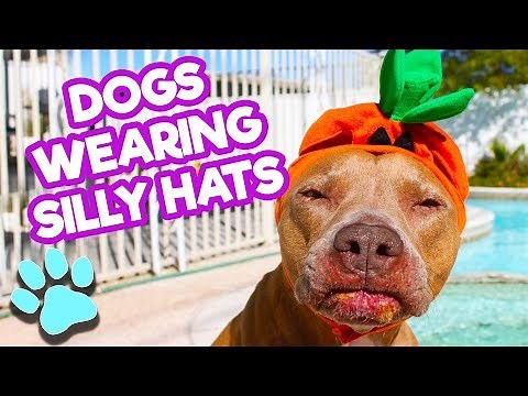Silly Dogs Wearing Hats | Funny Dog Compilation | #thatpetlife