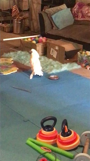 Cockatoo feels need to relocate his favorite tin lid