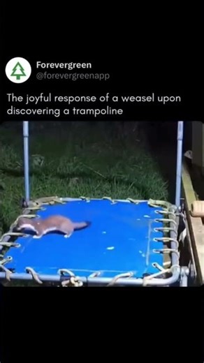 Funny Weasel Bounces on Trampoline