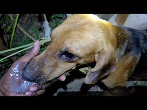 Tattoo hunt Trinidad 2019 to 2020 hunting season