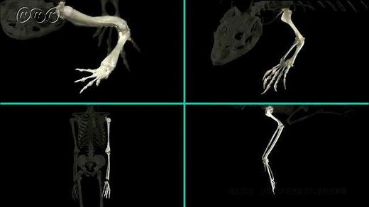 生物が進化したという根拠は？ | NHK for School