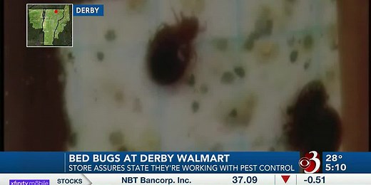 Walmart assures state it's working with pest control on bed bugs at Derby store