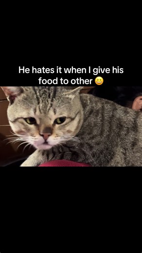 Funny Cat Side-Eyes Owner After Food Steal