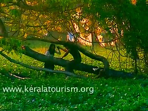 10K views · 788 reactions | The backwaters of Kerala, Honeymoon destination Kerala is the land of rolling hills, serene backwaters and beautiful beaches. It is surrounded by the Western Ghats and the Arabian Sea. Kerala offers a lot as a perfect honeymoon destination in the country. | Kerala Tourism | Facebook