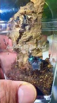 Caught this 7 month old sub adult drinking #brazilianjeweltarantula #tseladonia #tarantula #spider