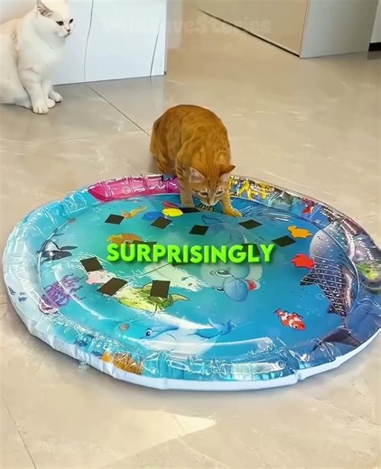 🐱 He Bought Her Cat a Water Bed… What Happened Next is EXACTLY What You’d Expect 😂💦 #shorts