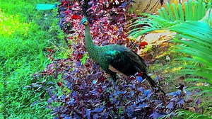 The green peacock is one of the three species of peacock in the Phasianidae tribe, and has beautiful feathers. Its feathers are golden green