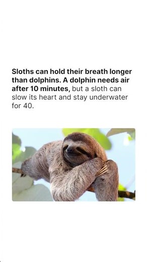 Sloths can hold their breath longer than dolphins