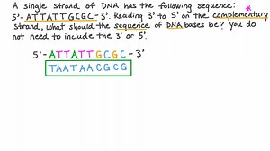 Composing a Complementary Sequence to a Strand of DNA