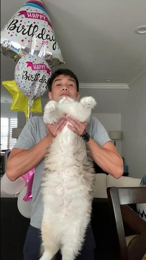 Does Sushi pass the ragdoll cat test?