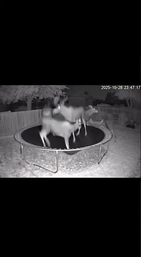 A moose trampoline party goes from 100 to 0 real quick #cctv #funny #viral #animals #fail