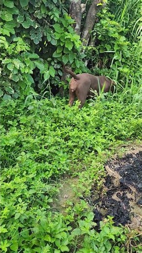 Pitbull evolution🔥#lekthebestkennel