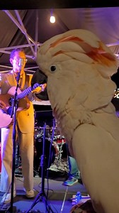 400K views · 16K reactions | Can I Join the Band? Max sings and dances while Cafe Rose performs at Marda Loop Night Market #caferose #CafeRose #parrotlife | Max the Moluccan | Facebook
