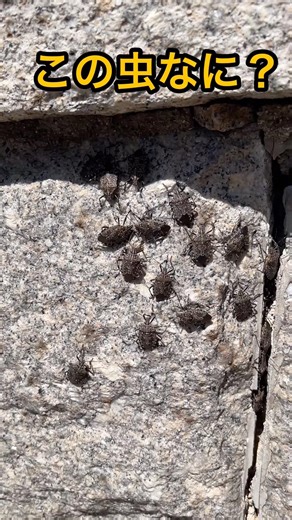この虫なにかわかりますか？神社の石垣に謎の大群…