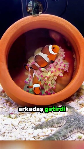 The man who found Finding Nemo on the beach! 🏖️ 🐠 ✨