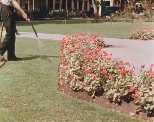 London in the 1950s. Peaceful, patriotic and pretty — what on earth happened? | Darren Grimes