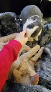 We are finally answering our number one asked question. How did I introduce my cats to Chester? It was so important to me to find a cat with the right personality and age. I chose an older kitten. Why is that? I find young kittens have a lot of energy and still haven't learned how to be gentle with their claws and teeth. An adult cat already has their personality shaped, so it can be harder to shape their mind to not see a rabbit as prey. An older kitten? Their personalities are starting to be d