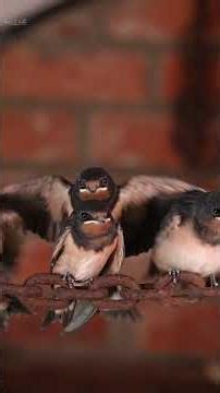 Barn swallow film features on TV
