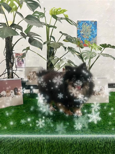 13K views · 163 reactions | Our adoption drive is back, these are some of the adoptable we have for adoption. Adoption application form is on our story. Please do bear in mind, these are retired breeding dogs and estimated to be around 6 years old. No puppies. If you are only looking for puppies or young dogs, bye bye. Don’t fill the form, don’t waste your time and my time. Cheers | Voices For Animals | Facebook