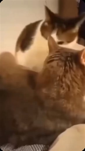 jordan🖤 on Instagram: "YYYYEEEAAAASSSS GGGGGGGGGGGGGGGGGGGGWWWWWWWWWWWWWWWWWWWWWWWWWWWWWWWWOOOOOOOOOOOOOOOOOOOOOOORRRRRRRRRRRRRRRRRRRRLLLLLLLLLLLLLLLLLLLLL Even the Floptropican Animals know when to sing, honor, & highly reverence the QWUEEN of our empire; JAIFEI. For the vocalist/vocal performers, if you can do a Jiafei scream flawlessly… BTCH record & post that bc we need more Jiafei representation not just in Floptropica, but in the world😍😍😍😍😍😍😍😍😍😍😍😍😍😍😍😍😍😍😍😍😍💅🏾💅🏾💅🏾