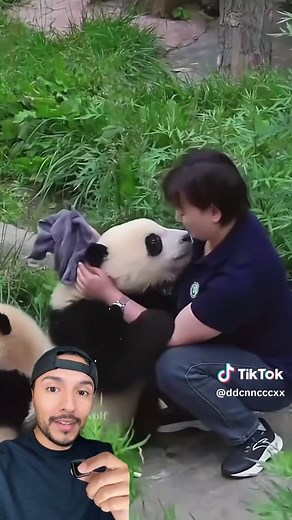 Xin Xin la panda gigante Mexicana#mexico #china #panda #japon | panda