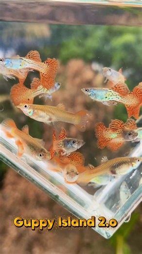 metal red rose 🥰#fishkeepinghobby #petlovers #fishing #petlovers !