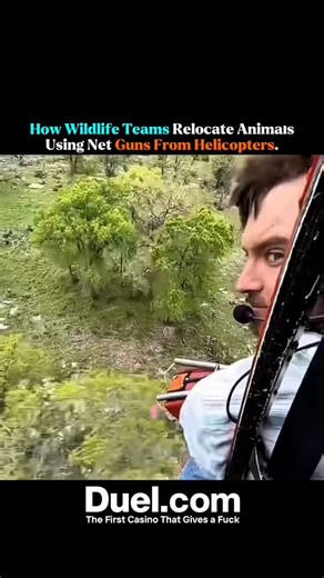 Cobra knowledge | Wildlife teams use helicopters equipped with net guns to safely capture and relocate animals from dangerous or overpopulated areas. The net... | Instagram