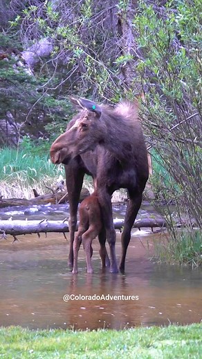 Mom said that's enough! Mother Moose nursing her calf in the Rocky Mountain National Park. . . . #moose #coloradoadventures #rockymountainnationalpark #Colorado #natgeowild #coloradowildlife #wildlifeaddicts #wildlifevideos | Colorado Adventures