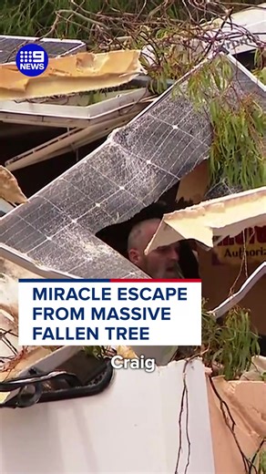 Miraculous Escape from Falling Gumtree on Campervan