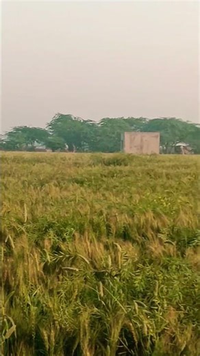 #newsong #haryanvisong #farming