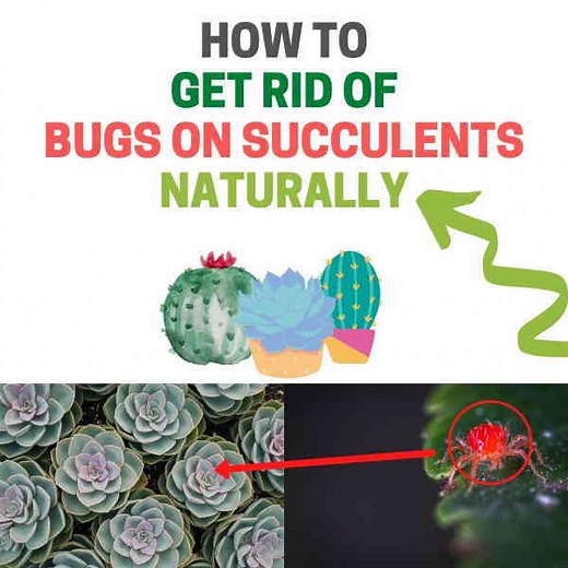How to Get Rid of Bugs on Succulents Naturally (Guide) | BugWiz
