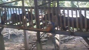 The original housing of PNC. #howtoraisenativechicken #cpufeeds #nativechicken #chicken #commercialproductionofphilippinenativechicken #cpu | Philippine Native Chicken