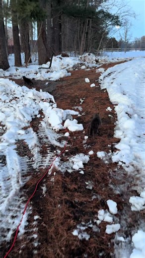 Exploring Our Feral Cat Colony at the Sanctuary
