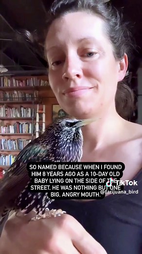 Exploring The Mouth: A Biography of the European Starling