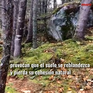1.8M views · 2.8K reactions | Esta llamativa imagen de un bosque que 'respira' tiene una sencilla explicación científica. Recordamos este momento y te lo contamos en este vídeo: | Muy Interesante | Facebook