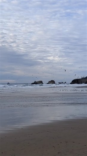 Seagulls in slow motion. #wildlife #slowmotion #birds