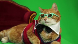 11K views · 824 reactions | Keyboard Cat Bento My Best Friend. | Keyboard Cat | Facebook