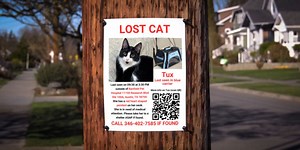 Tux the cat found after Lyft fiasco dragged on for days, Lyft to pay vet bills