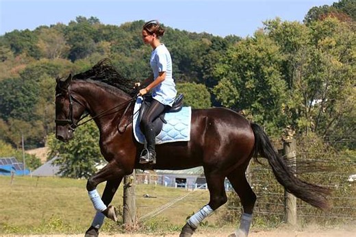 Dressage, Trail riding, Driving Friesian Sport Horse