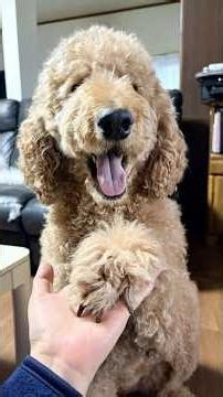 咀嚼音まで可愛すぎ #大型犬のいる生活 #スタンダードプードル#dog #doggo #犬 #ドッグフード