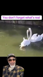 Swans don’t restart their bond after time apart. They fall back into the same spacing, posture, and movement patterns, syncing immediately as if the separation never disrupted the partnership. #Swans #PairBonding #AnimalBehavior #NatureFacts #WOW | Fishscaleous