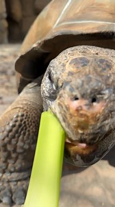 Let’s shellebrate! It’s World Turtle Day. 🐢 Turtles have been around since the time of the dinosaurs, but today they face serious challenges like habitat loss, pollution, and climate change. ✨ How you can help: ✅ Say no to plastic straws ✅ Protect nesting beaches ✅ Support turtle conservation programs | Cincinnati Zoo & Botanical Garden