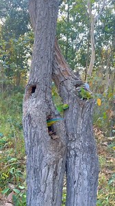 231K views · 3.1K reactions | Parrot videos #parrot #shorts #wildlife#parrots #birds #parrotsofinstagram #bird #parrot #birdsofinstagram #parrotlover #pets #parrotlife #animals #pet #Real ] | Champagnemike | Facebook