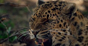 Beautiful Leopard roaring - close up slowmo