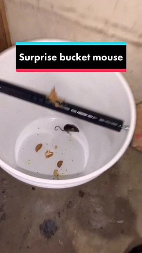 Caught on Camera: Surprise Bucket Mouse Encounter